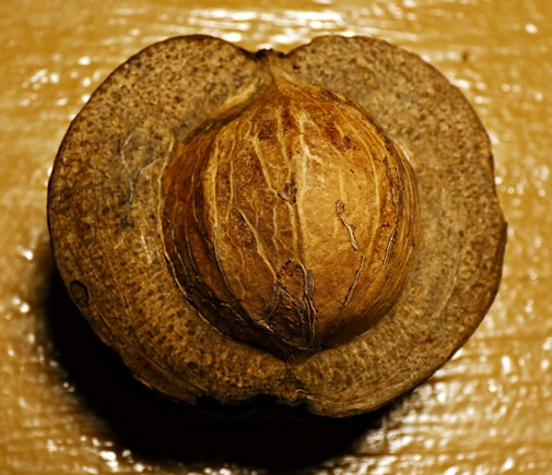 {Carya carolinae-septentrionalis}